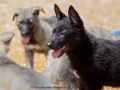 Silver Mountain German Shepherds Puppies for sale
