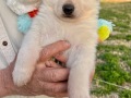 Silver Mountain German Shepherds Puppies for sale