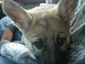 sadie puppy keep