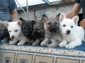 German Shepherd Puppies