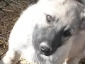 zena 11