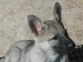 zena 11