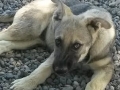 zena's silver boy 1