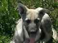 zena's silver boy 2
