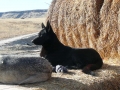 Silver Mountain German Shepherd Sires