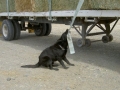 Silver Mountain German Shepherd Sires