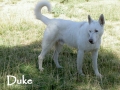 Silver Mountain German Shepherd Sires