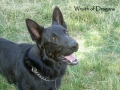 Silver Mountain German Shepherd Sires
