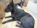 Silver Mountain German Shepherd Sires