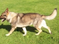 Silver Mountain German Shepherd Sires