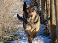 Silver Mountain German Shepherd Sires