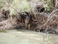 Silver Mountain German Shepherd Sires