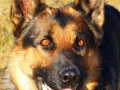 Silver Mountain German Shepherd Sires