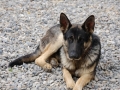 Silver Mountain German Shepherd Sires