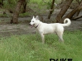 Silver Mountain German Shepherd Sires