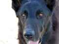 Silver Mountain German Shepherd Sires
