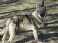Silver Mountain German Shepherd Sires