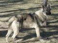 Silver Mountain German Shepherd Sires