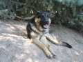Silver Mountain German Shepherd Sires