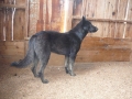 Silver Mountain German Shepherd Sires