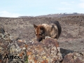 Silver Mountain German Shepherd Sires