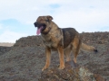 Silver Mountain German Shepherd Sires