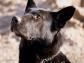 Silver Mountain German Shepherd Sires