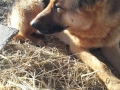 Silver Mountain German Shepherd Sires