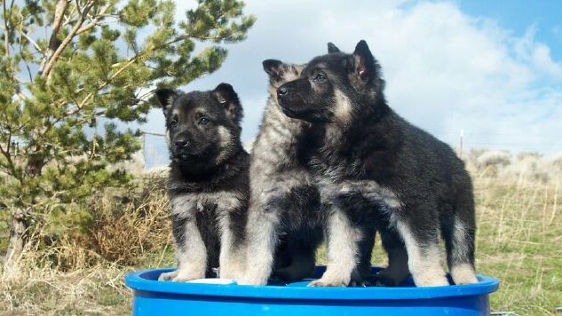 German Shepherd Puppies