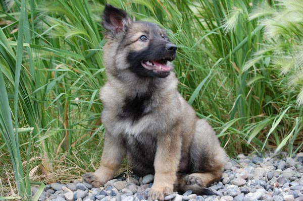 3/4 Coat Female German Shepherd Puppy