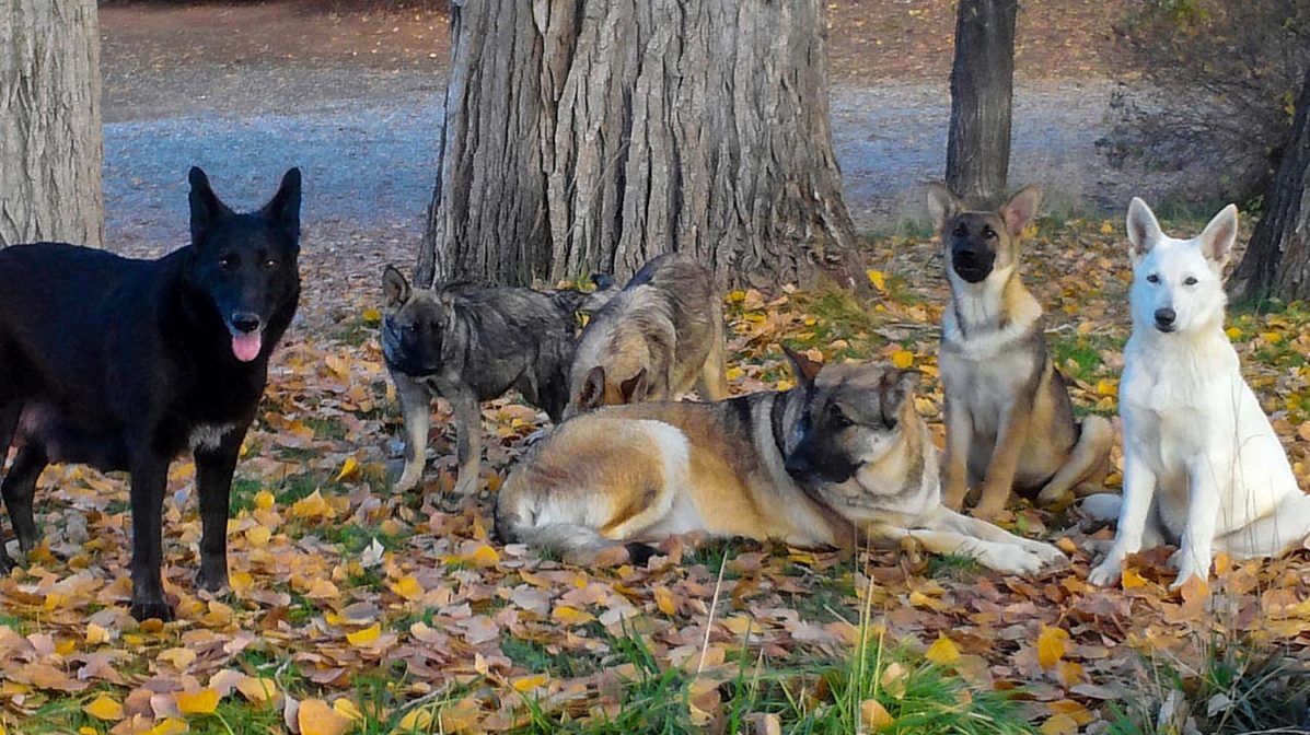 German Shepard Dog Pack