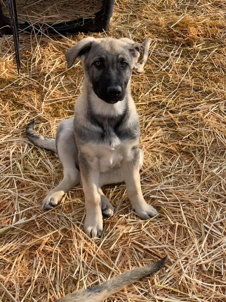 silver german shepherd puppies