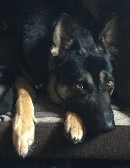 German Shepherd Puppies - Silver Mountain Shepherds