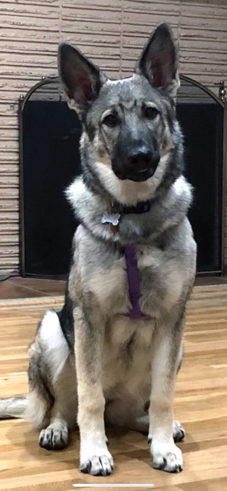 Uncovering the Secrets of Silver German Shepherds Silver Mountain Shepherds