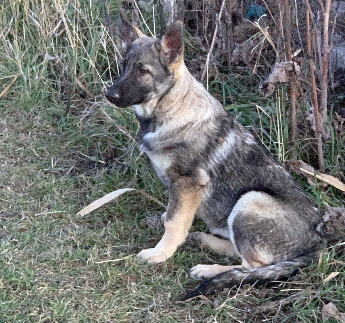 silver coat german shepherd
