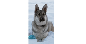 Silver German Shepherd -Silver Mountain German Shepherds