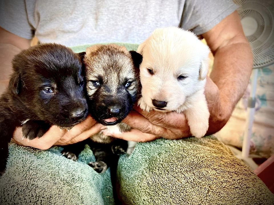 Excellence in German Shepherd Puppies and Dogs