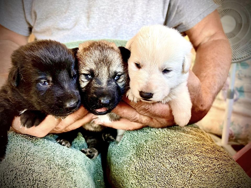 Excellence in German Shepherd Puppies and Dogs Excellence in German Shepherd Puppies and Dogs
