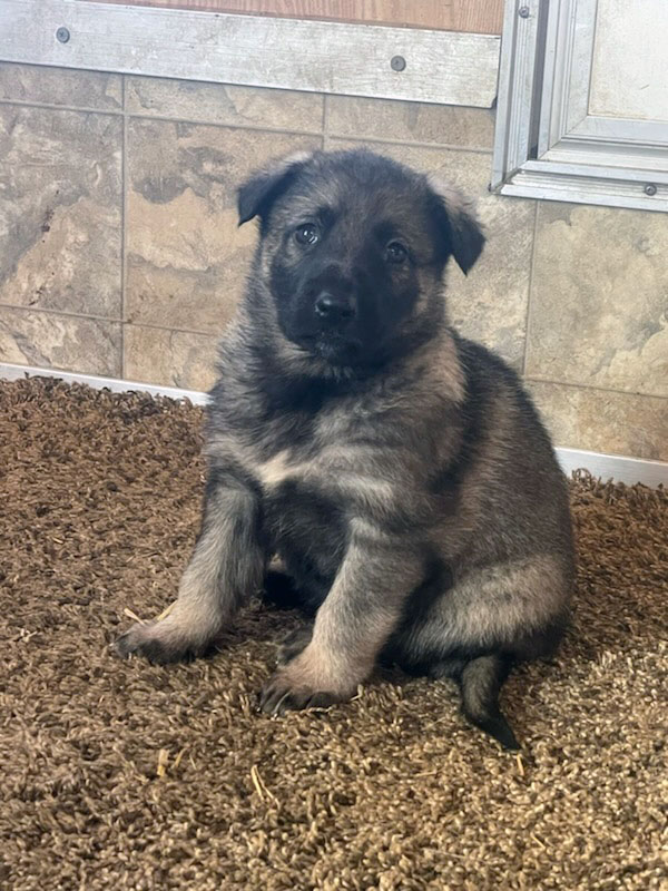 Silver Mountain Shepherd Puppies