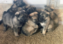 Silver Mountain Shepherd Puppies
