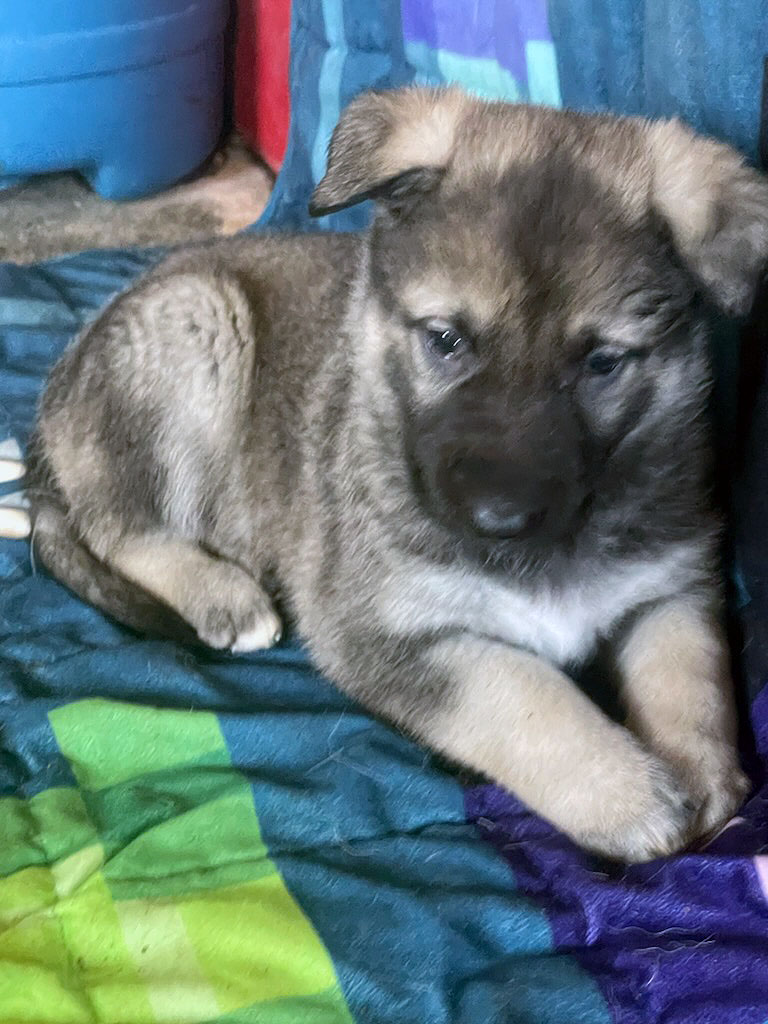 Silver Mountain Shepherd Puppies