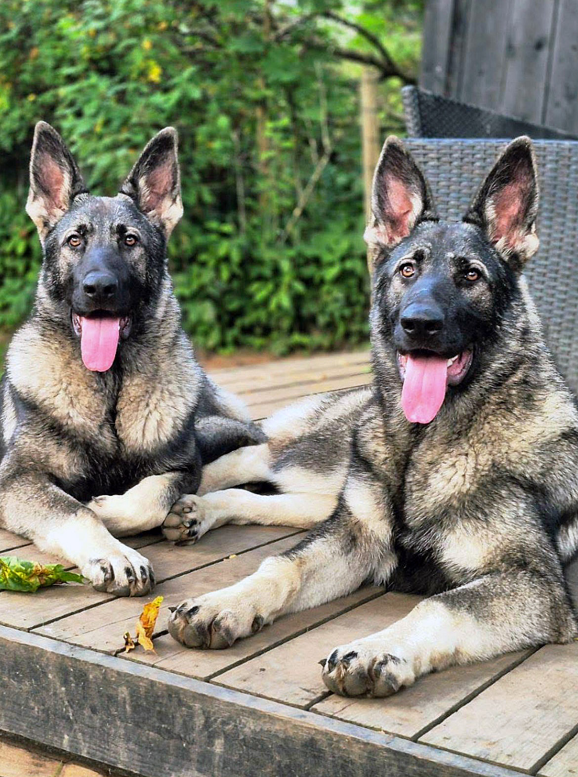 Silver Mountain Shepherd Puppies