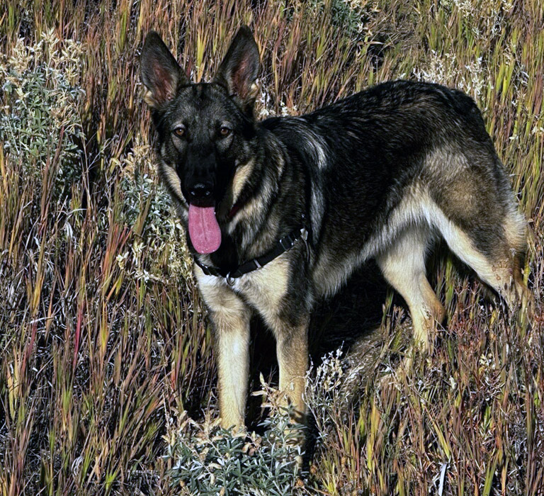 Silver Mountain Shepherd Puppies