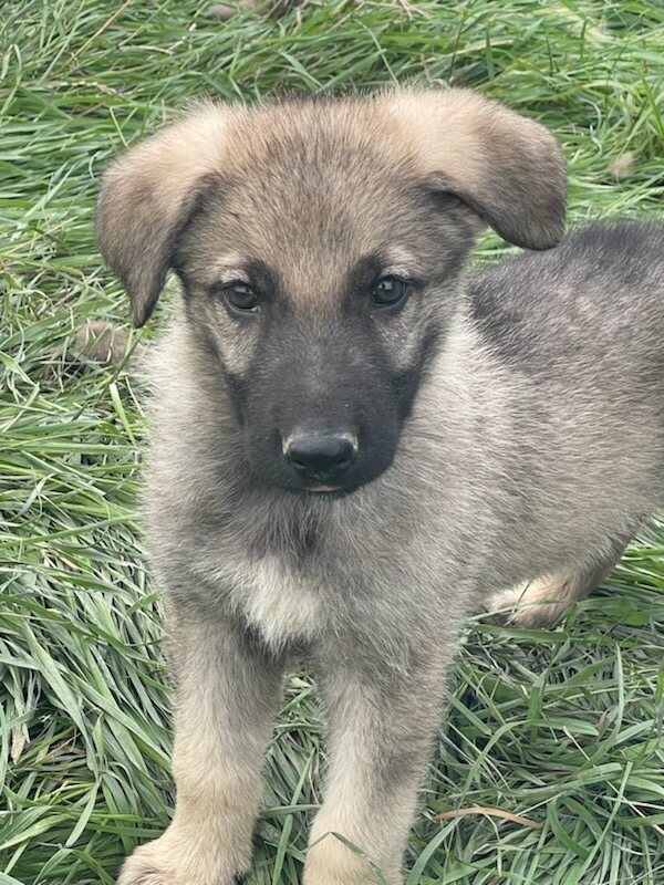 Silver Mountain Shepherd Puppies
