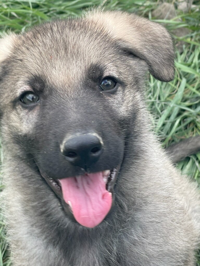 Silver Mountain Shepherd Puppies