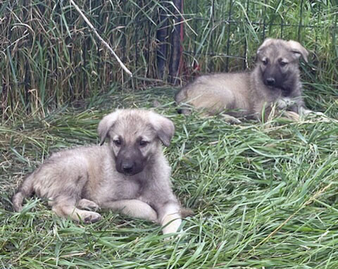 Silver Mountain Shepherd Puppies