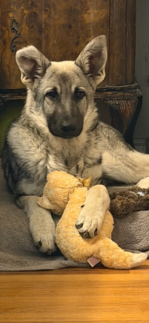 Silver Mountain Puppy