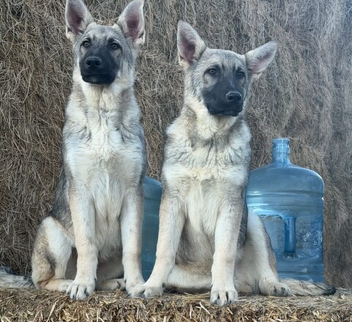 Silver Mountain Shepherd Puppies