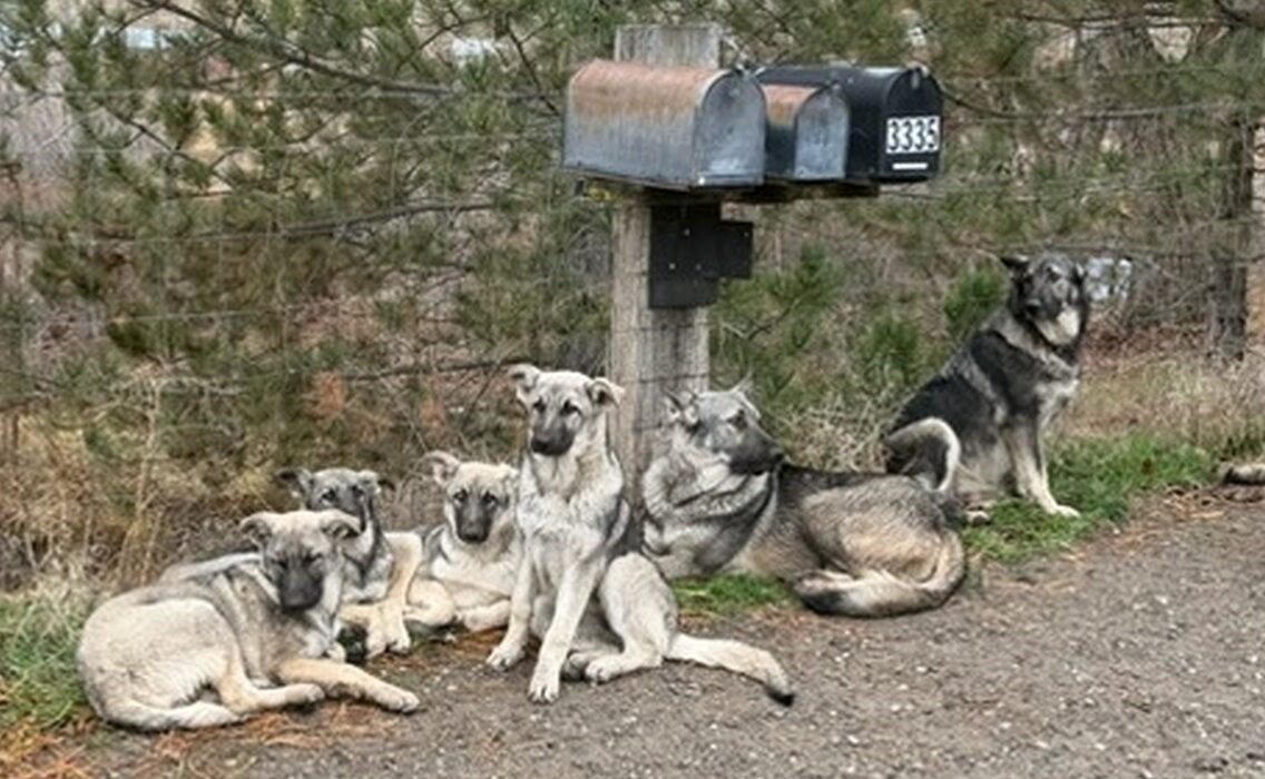 Silver Mountain Shepherd Puppies