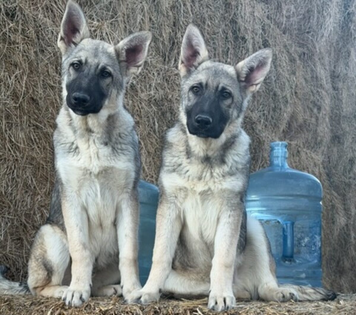 Silver Mountain Shepherd Puppies